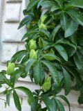 Passiflora caerulea. Побеги с бутонами. Крым, Южный Берег, г. Алушта, в культуре. 20.07.2021.