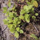 Artemisia vulgaris. Вегетирующие растения. Ханты-Мансийский автономный округ — Югра, Октябрьский р-н, сельское поселение Курымкары, окр. пос. Горнореченск, правый берег р. Обь, смешанный лес. 03.09.2022.