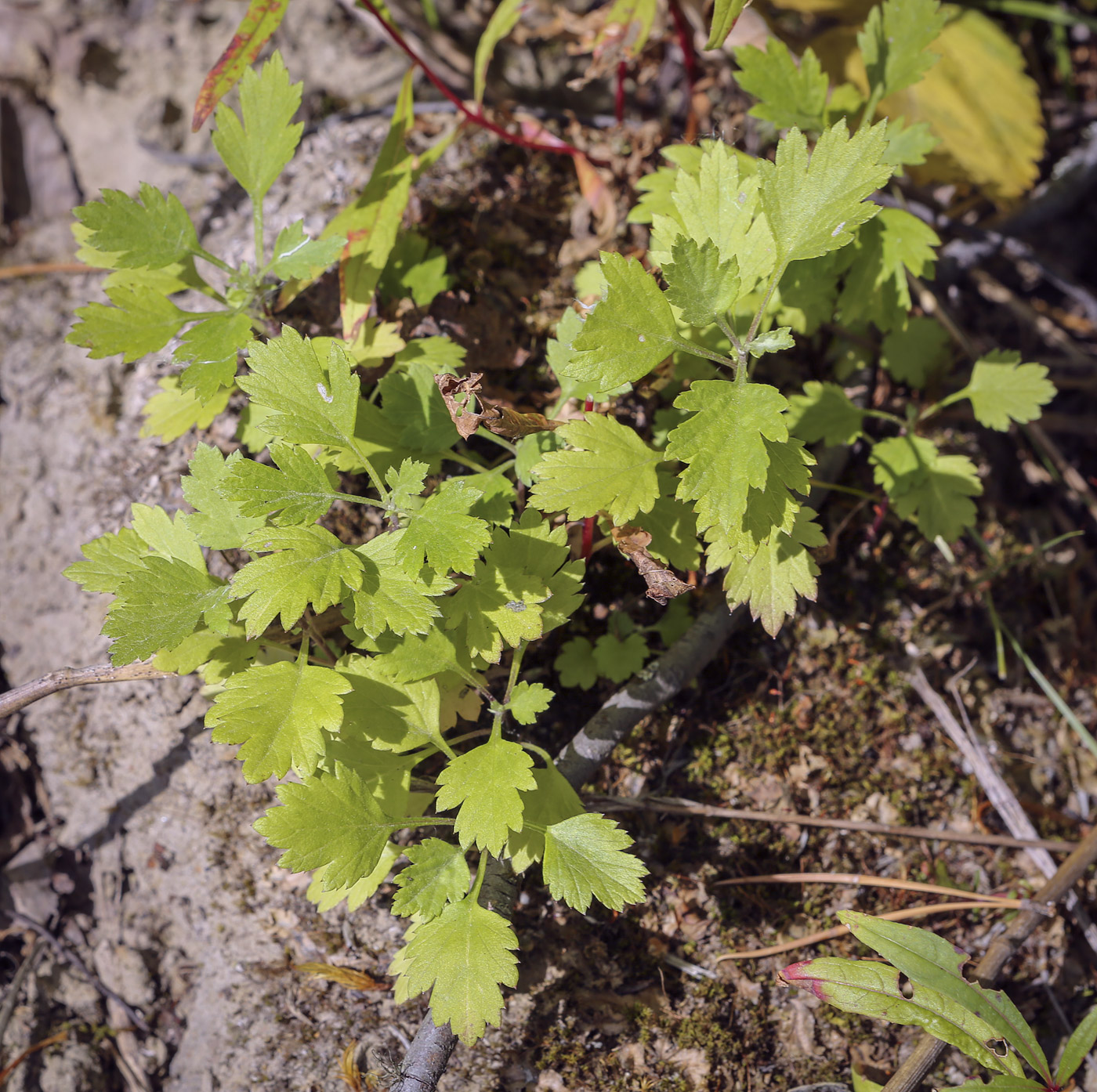 Изображение особи Artemisia vulgaris.