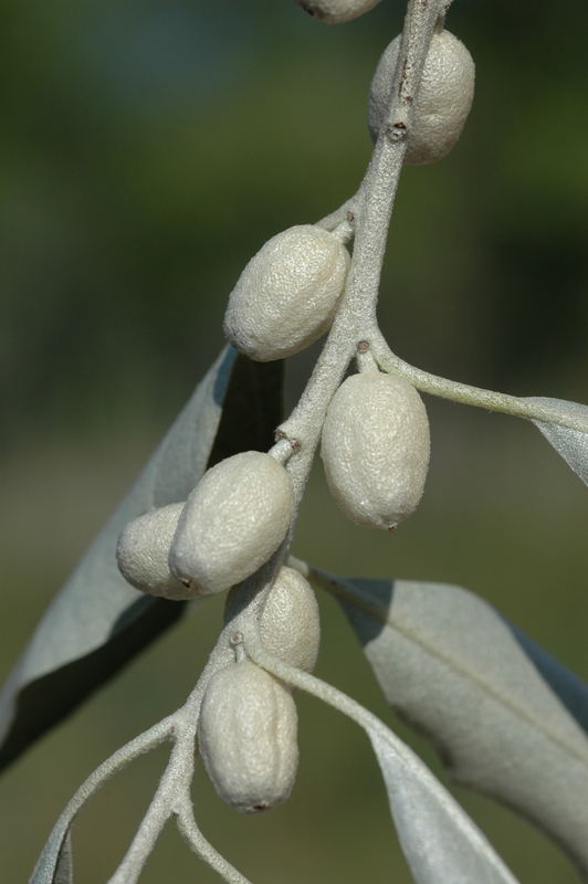 Image of Elaeagnus angustifolia specimen.