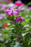 Catharanthus roseus