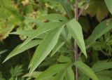 Senecio cannabifolius. Стеблевой лист. Камчатский край, Елизовский р-н, природный парк \"Вулканы Камчатки\", южный участок, кластер \"Налычевский\", кордон Таловский, берег р. Таловая, поляна каменноберёзового леса. 22.08.2022.