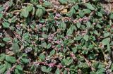 Polygonum cognatum