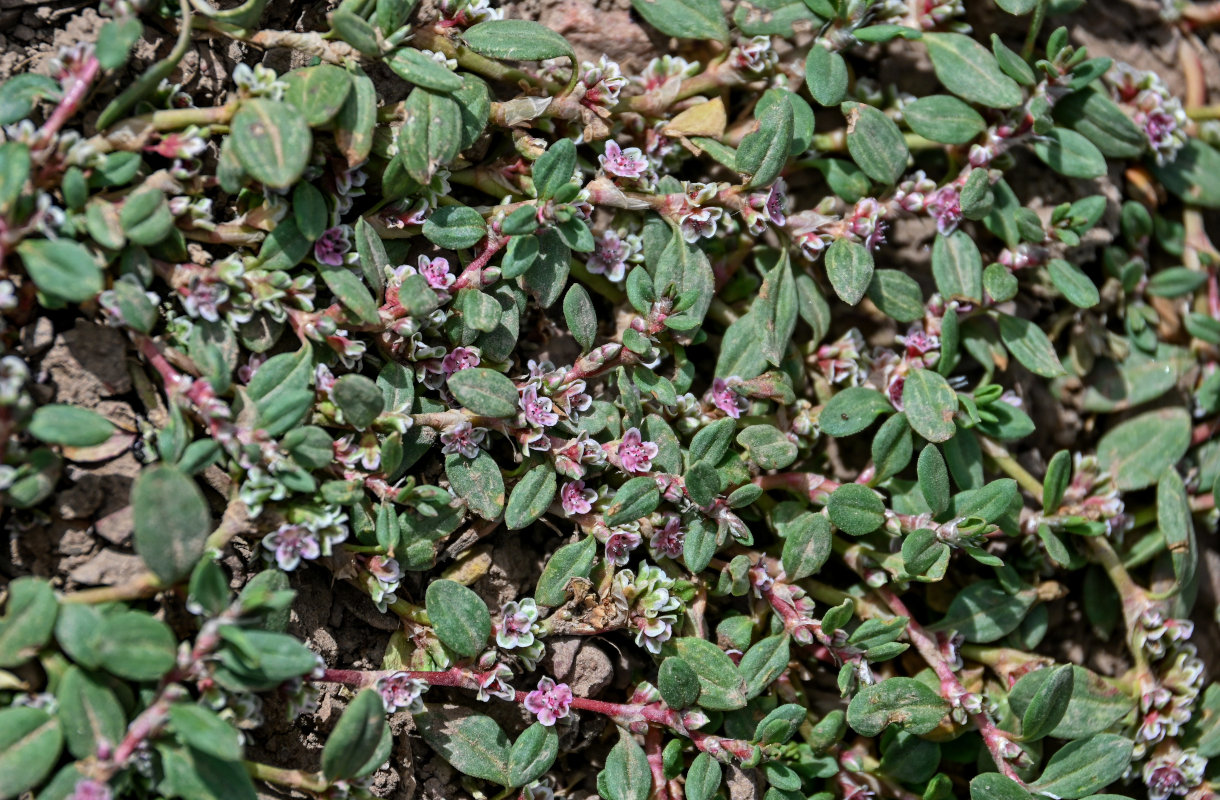 Изображение особи Polygonum cognatum.