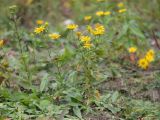 Inula britannica. Цветущие растения. Краснодарский край, Крымский р-н, окр. станицы Неберджаевская, ур. Темрючки, подсохшее дно небольшого озерка на заброшенном мергелевом карьере. 29.10.2022.