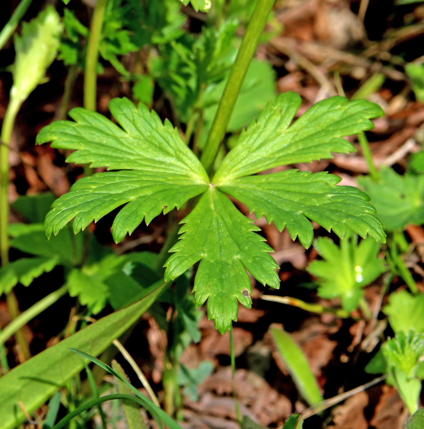 Image of Trollius europaeus specimen.