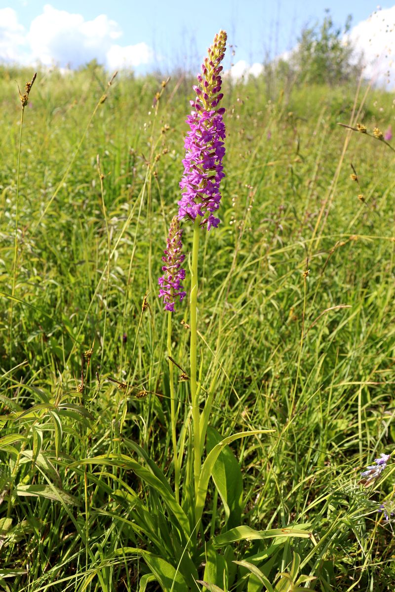 Изображение особи Gymnadenia densiflora.