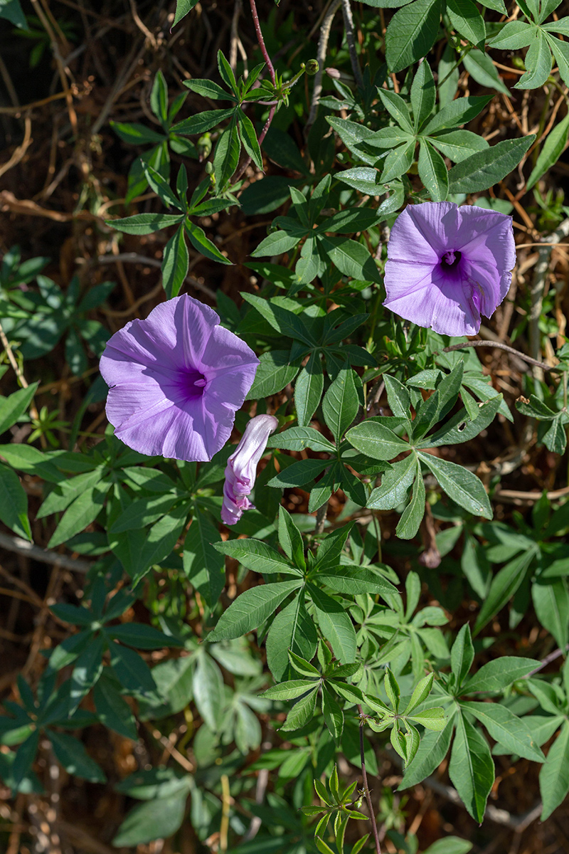 Image of Ipomoea cairica specimen.