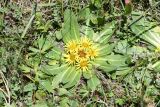 Inula rhizocephala