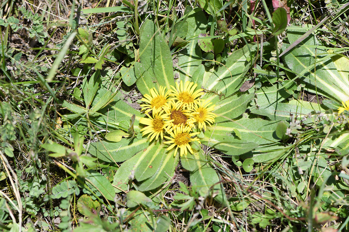 Изображение особи Inula rhizocephala.