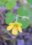 Oxalis stricta