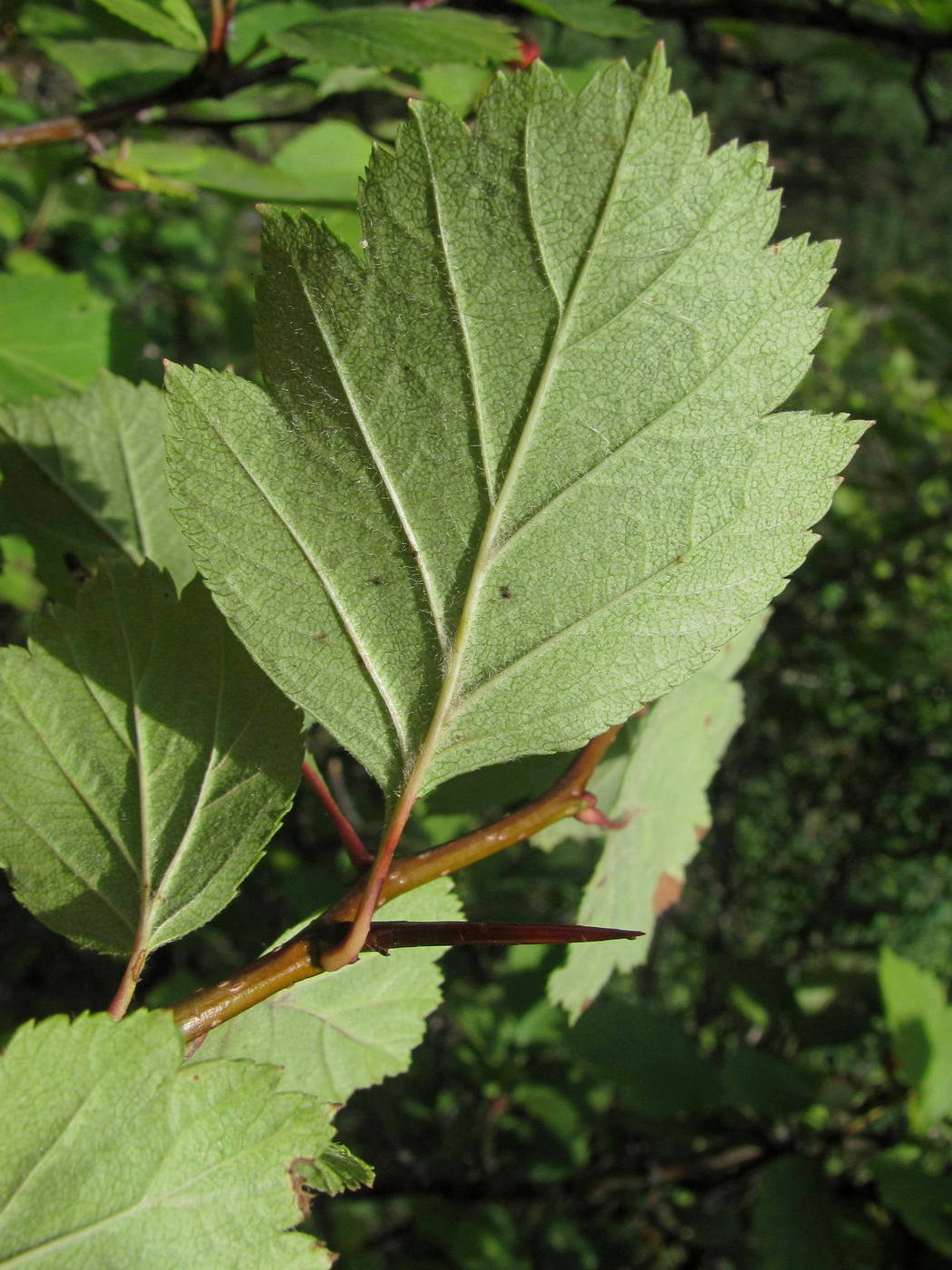 Image of Crataegus sanguinea specimen.