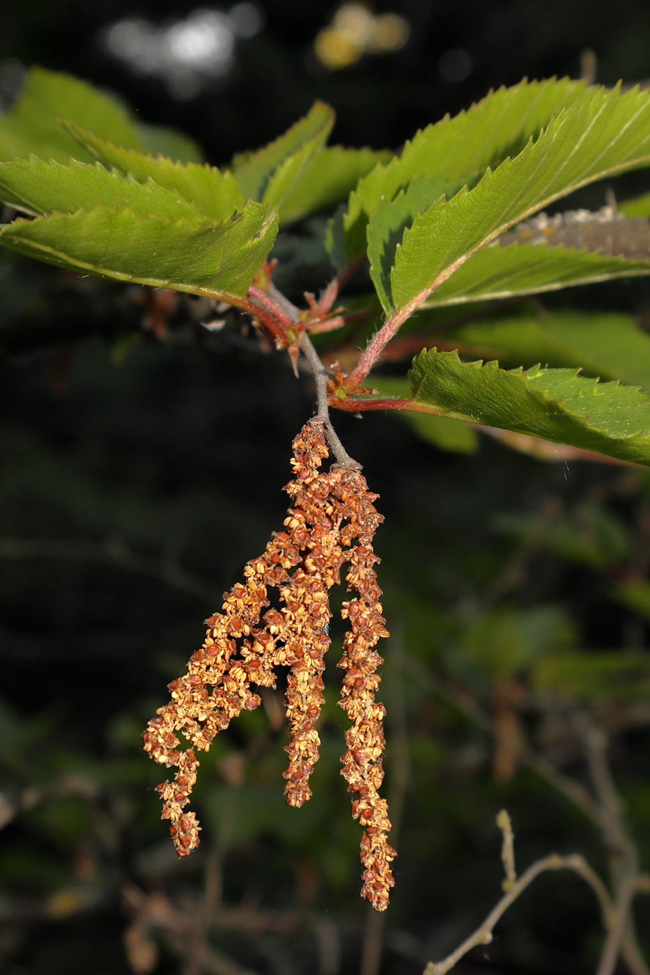 Image of Betula chinensis specimen.