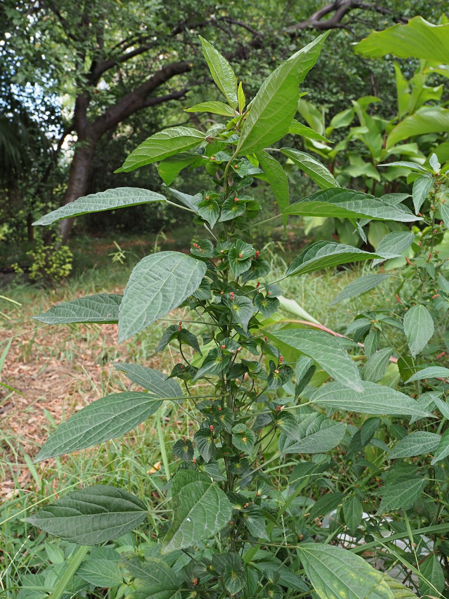 Изображение особи Acalypha australis.