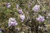 Vicia nissoliana