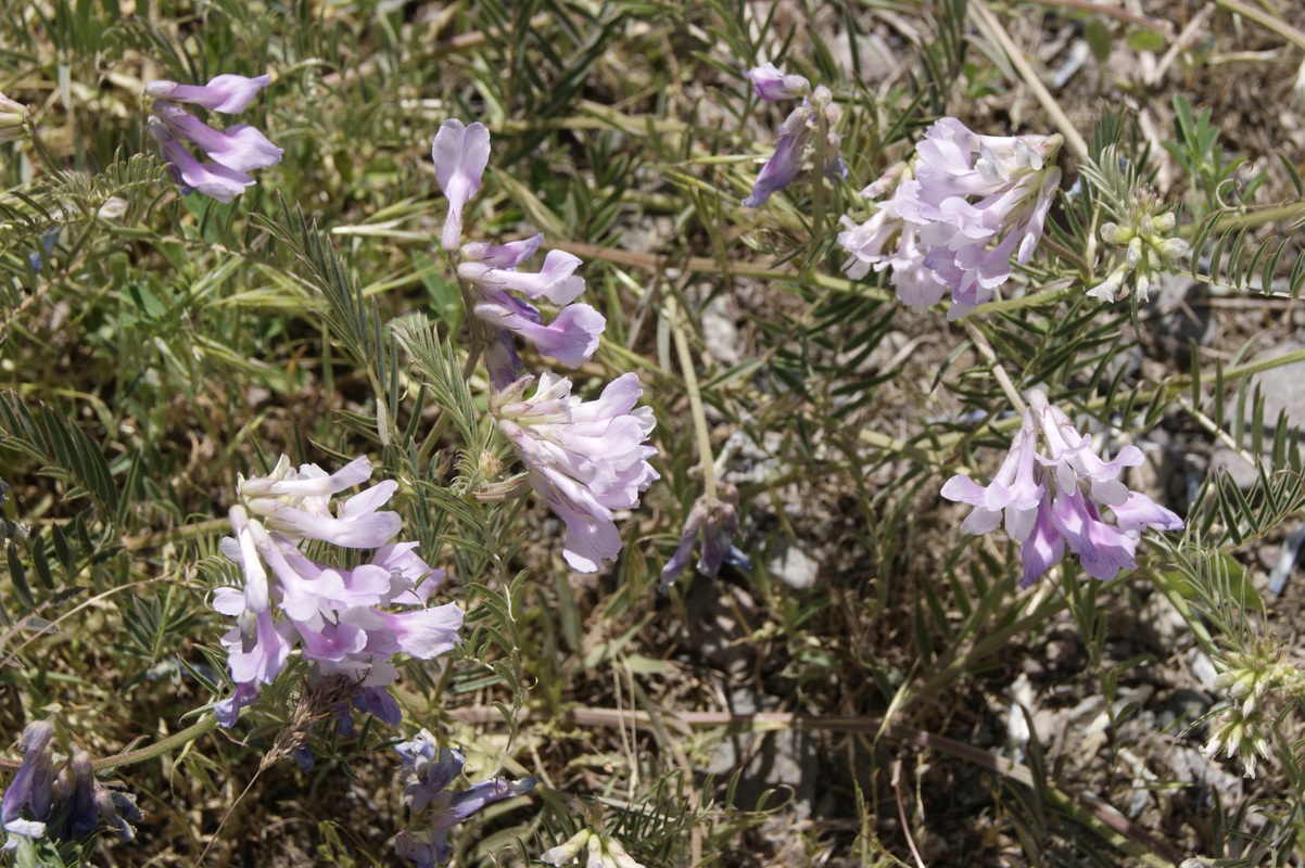 Изображение особи Vicia nissoliana.