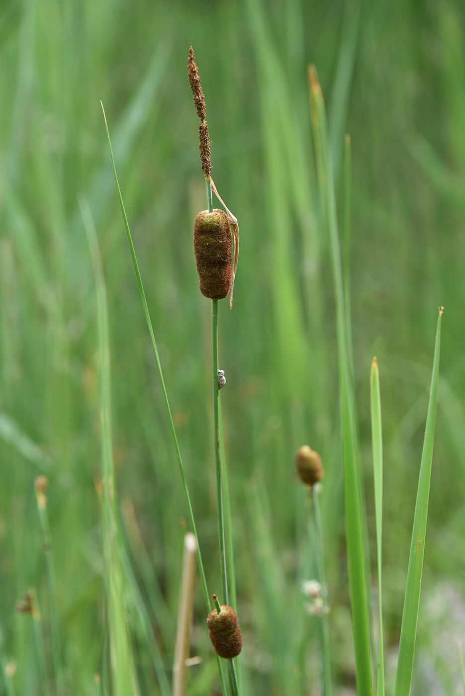 Изображение особи Typha minima.