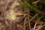 genus Carex