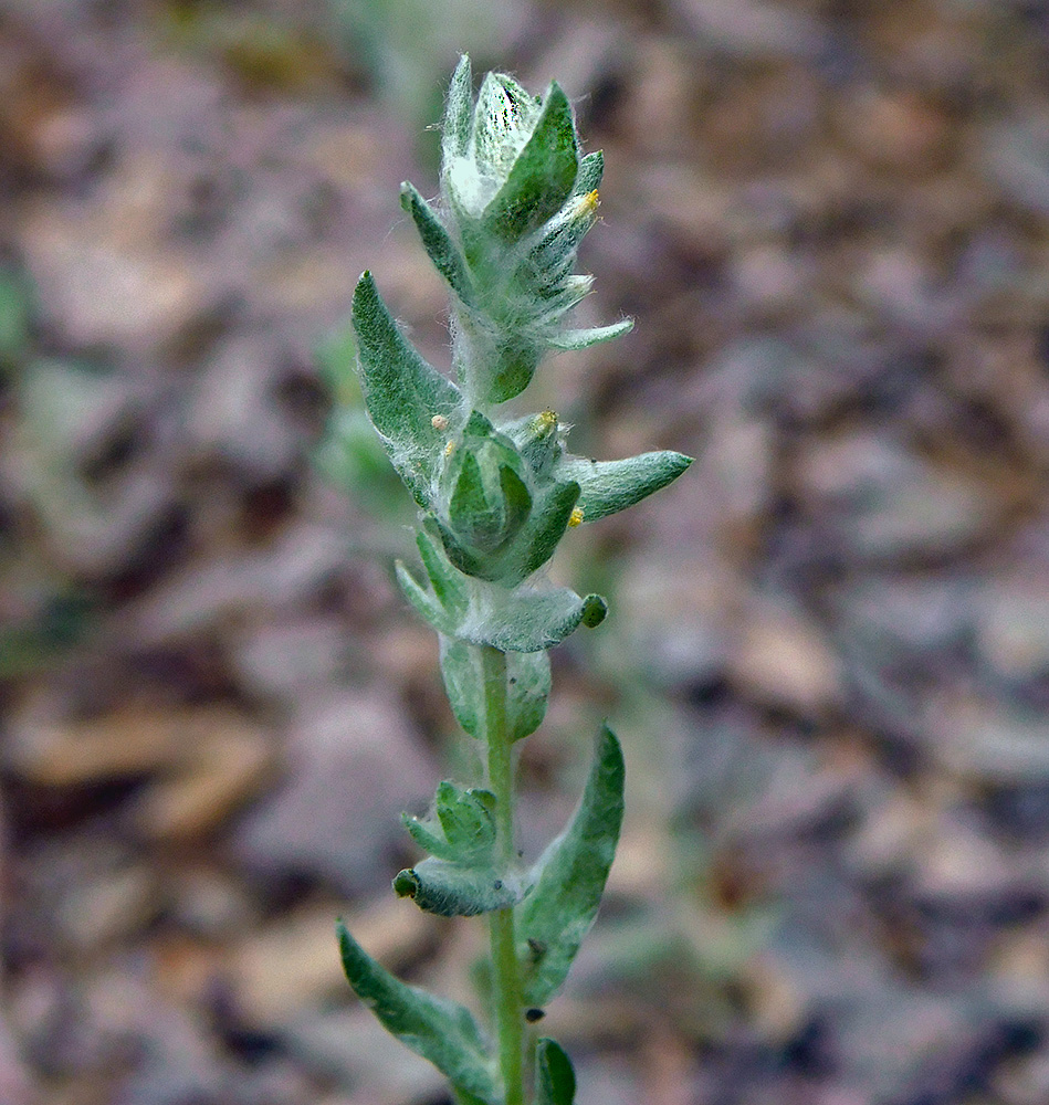 Image of Filago arvensis specimen.