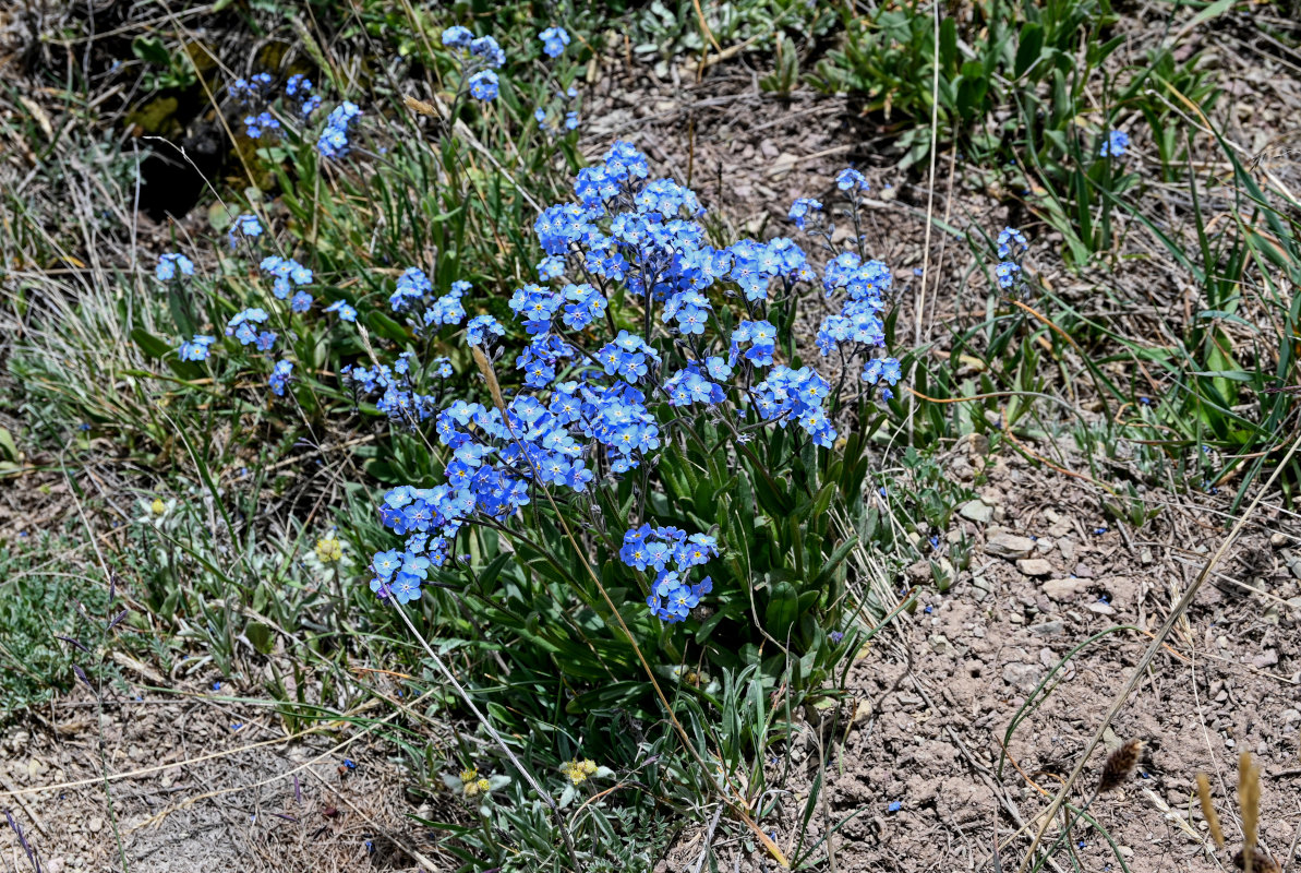 Image of genus Myosotis specimen.