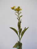 Inula britannica