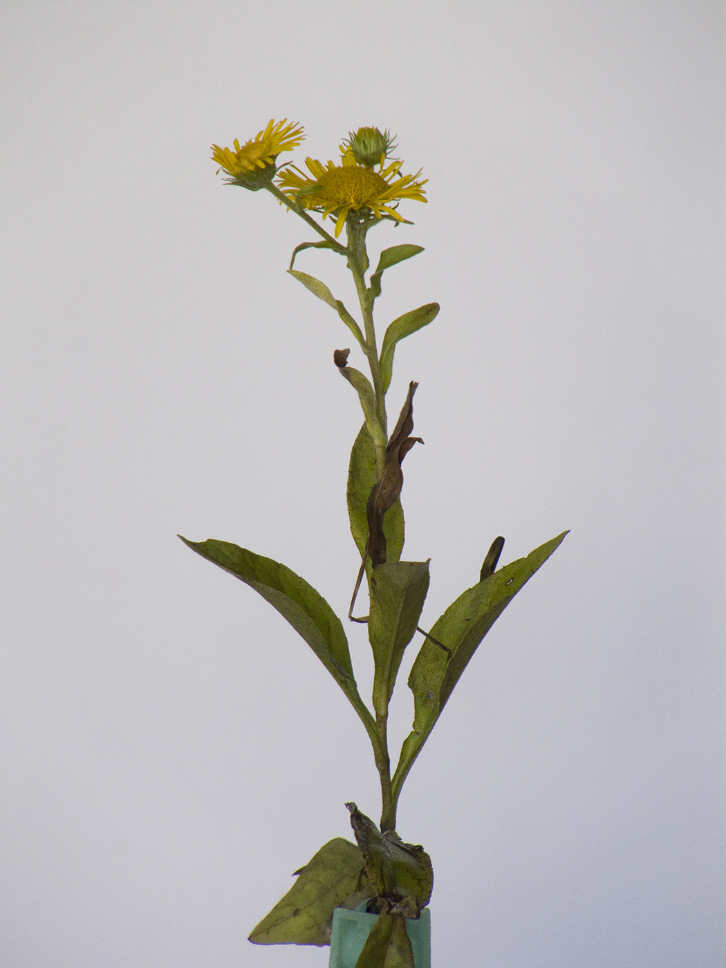 Изображение особи Inula britannica.