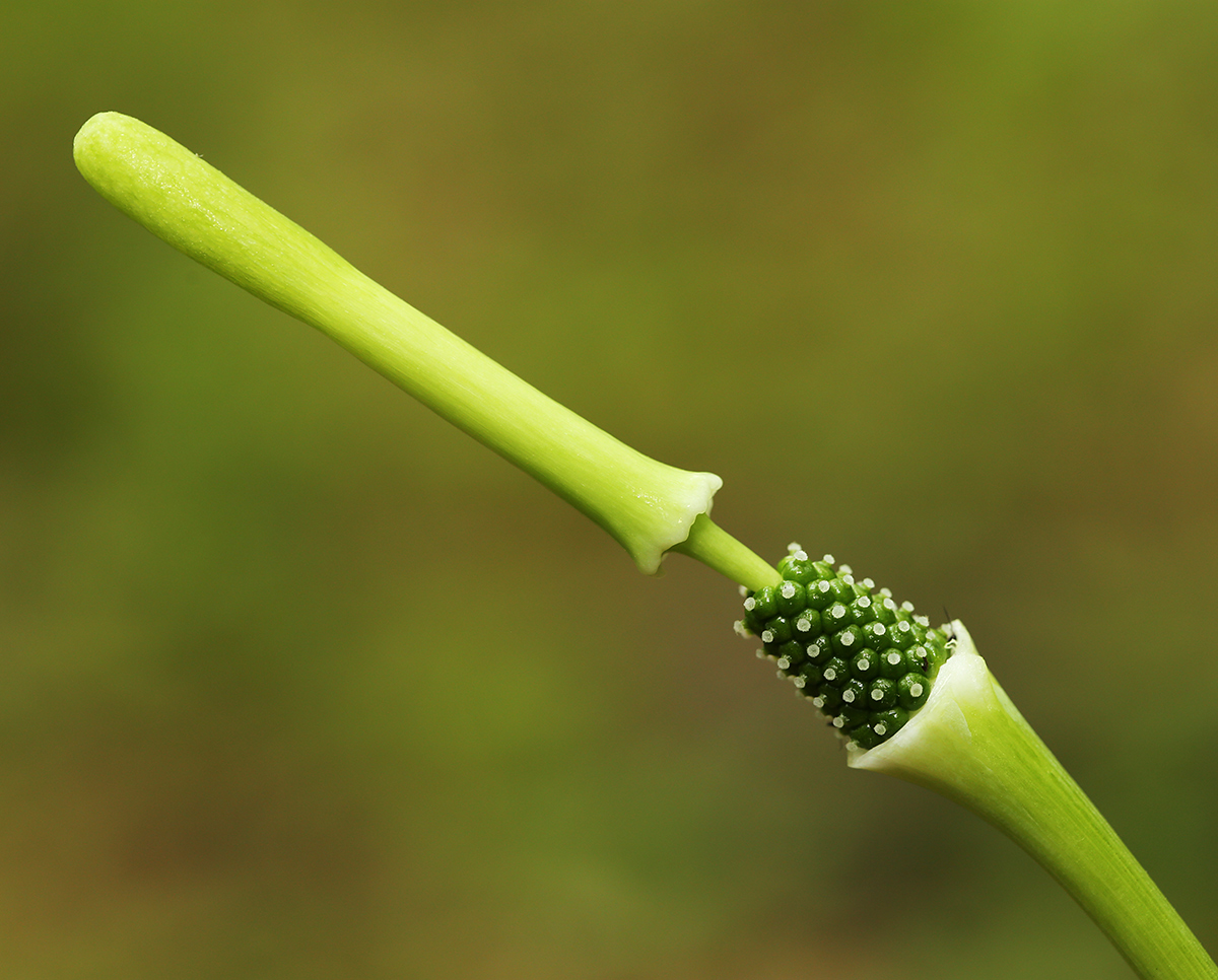 Image of Arisaema amurense specimen.