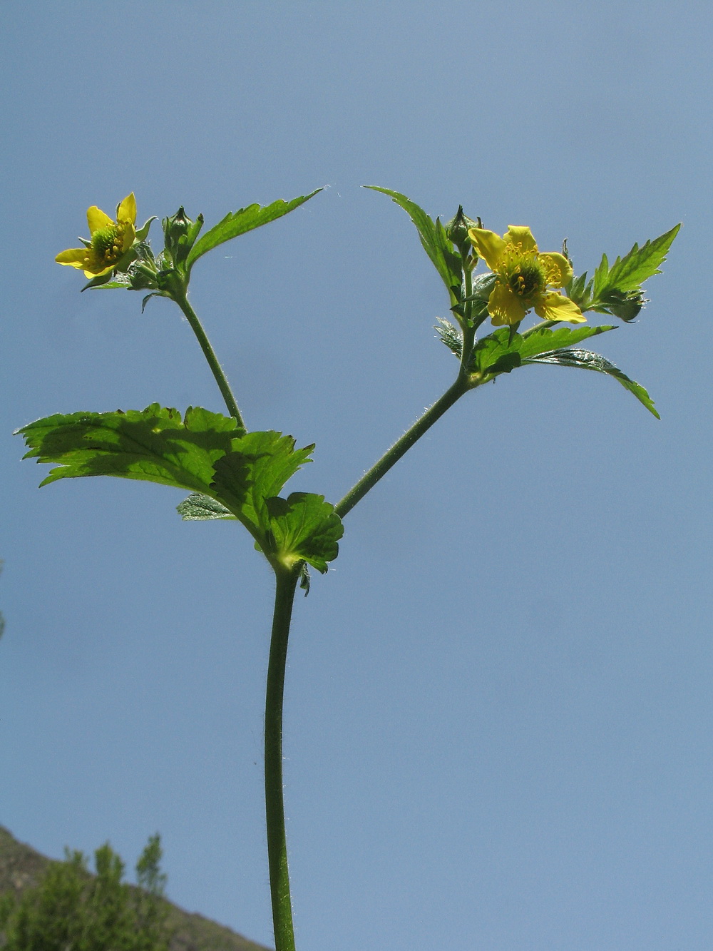 Изображение особи Geum urbanum.