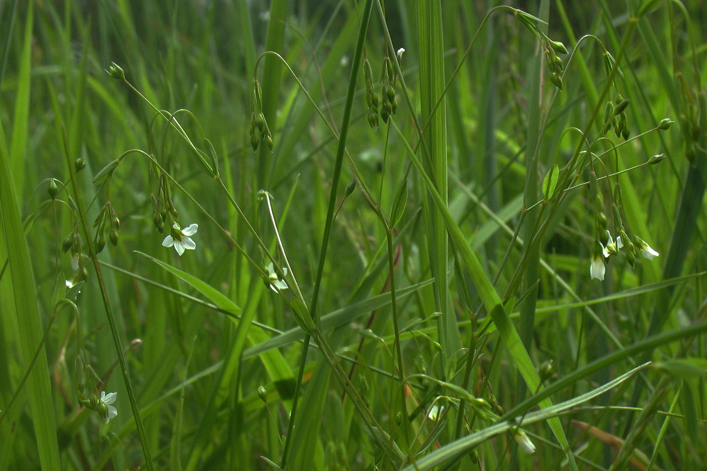 Image of Linum catharticum specimen.