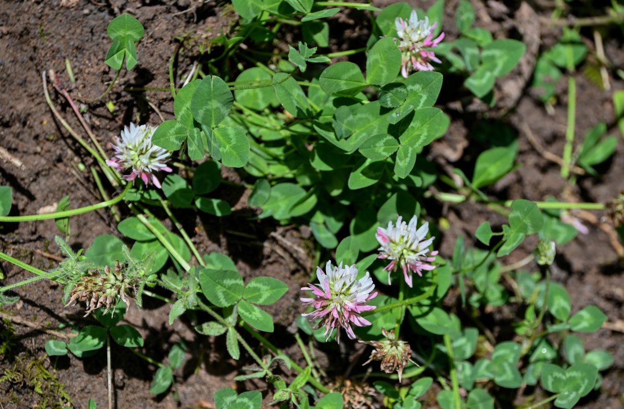 Изображение особи Trifolium ambiguum.