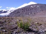 Carex oligantha