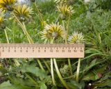 Taraxacum confusum