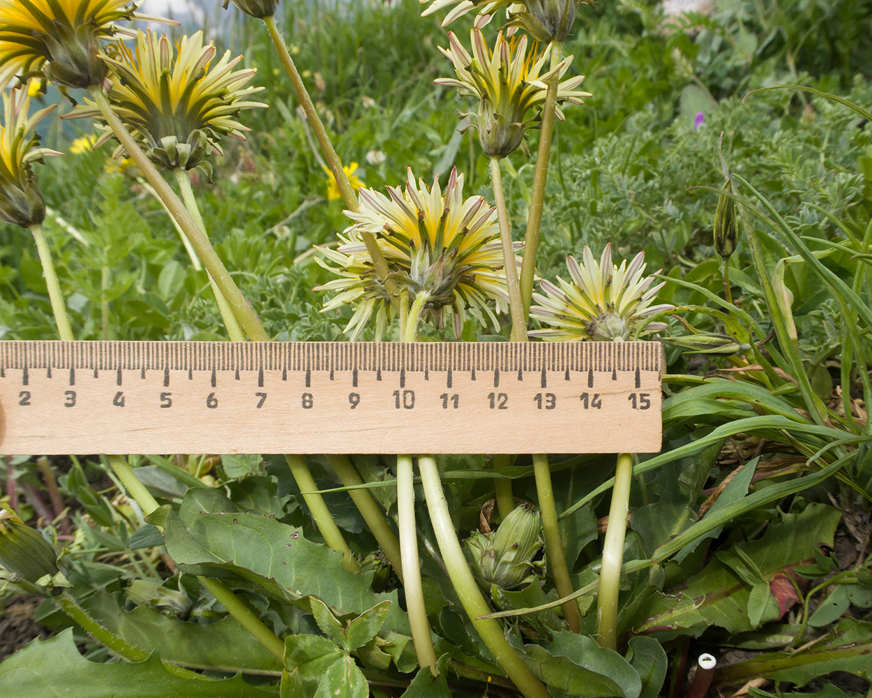 Image of Taraxacum confusum specimen.
