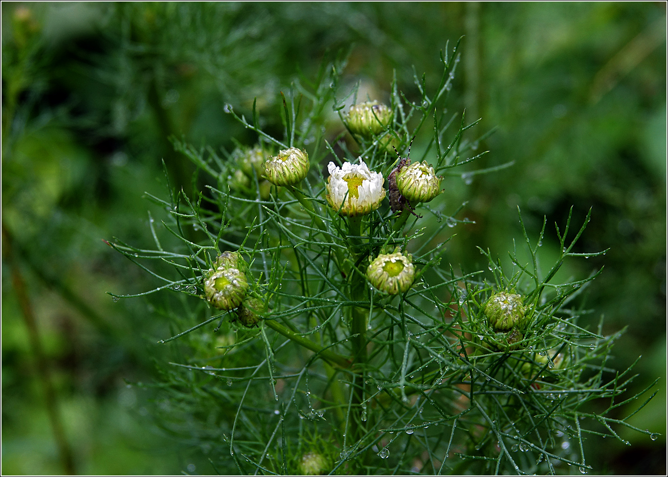 Изображение особи Tripleurospermum inodorum.