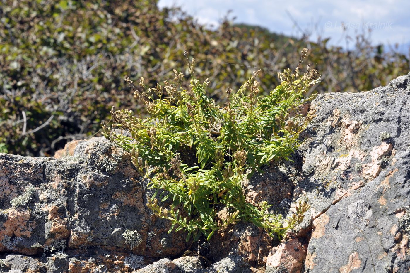 Image of Silene foliosa specimen.