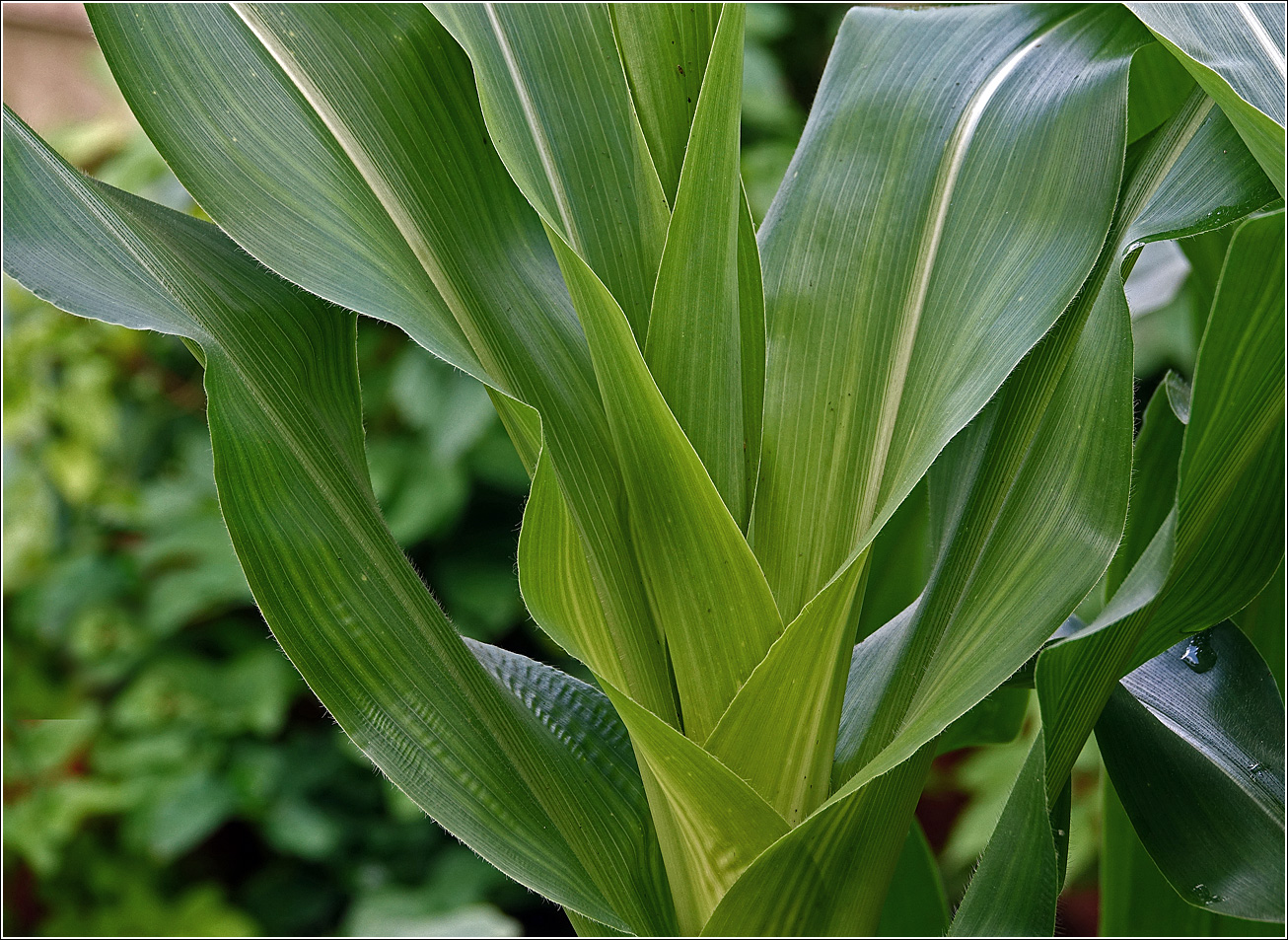 Изображение особи Zea mays.