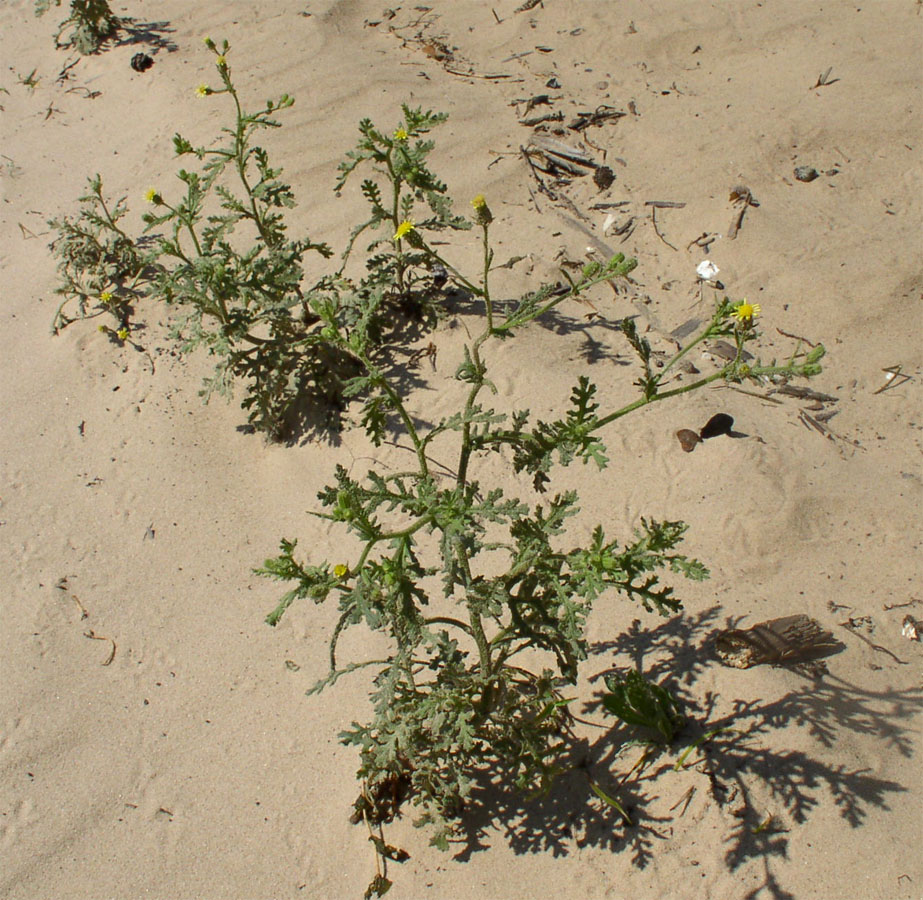 Изображение особи Senecio viscosus.