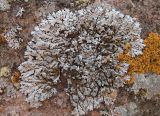 Physcia subalbinea