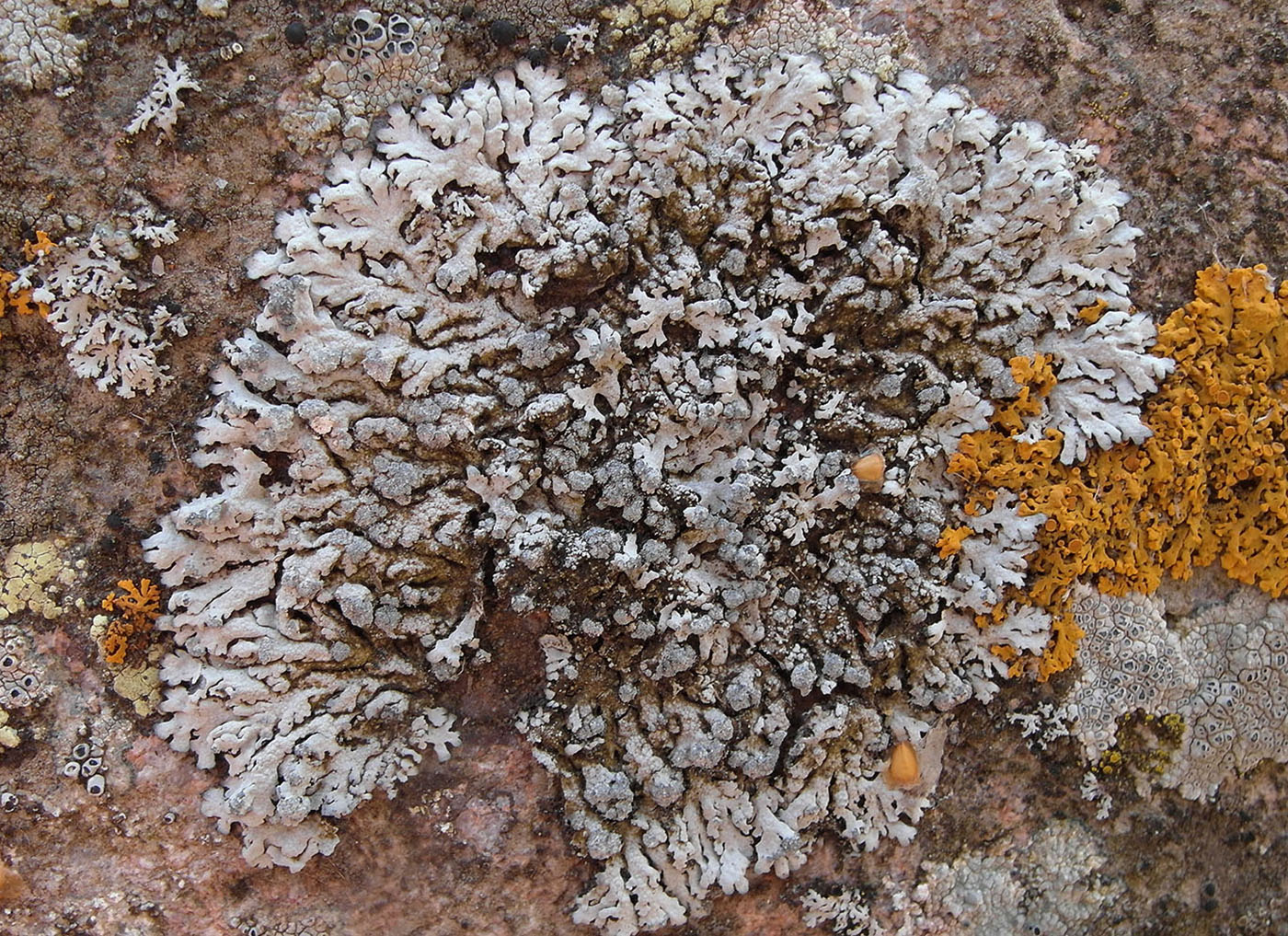 Image of Physcia subalbinea specimen.