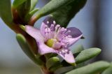 Sesuvium portulacastrum. Цветок с завязью. Объединённые Арабские Эмираты, эмират Дубай, окр. пляжа Al Mamzar, в озеленении. 03.05.2023.
