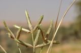 genus Cyperus