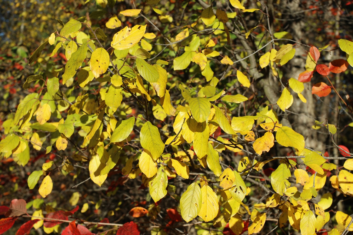 Image of Frangula alnus specimen.