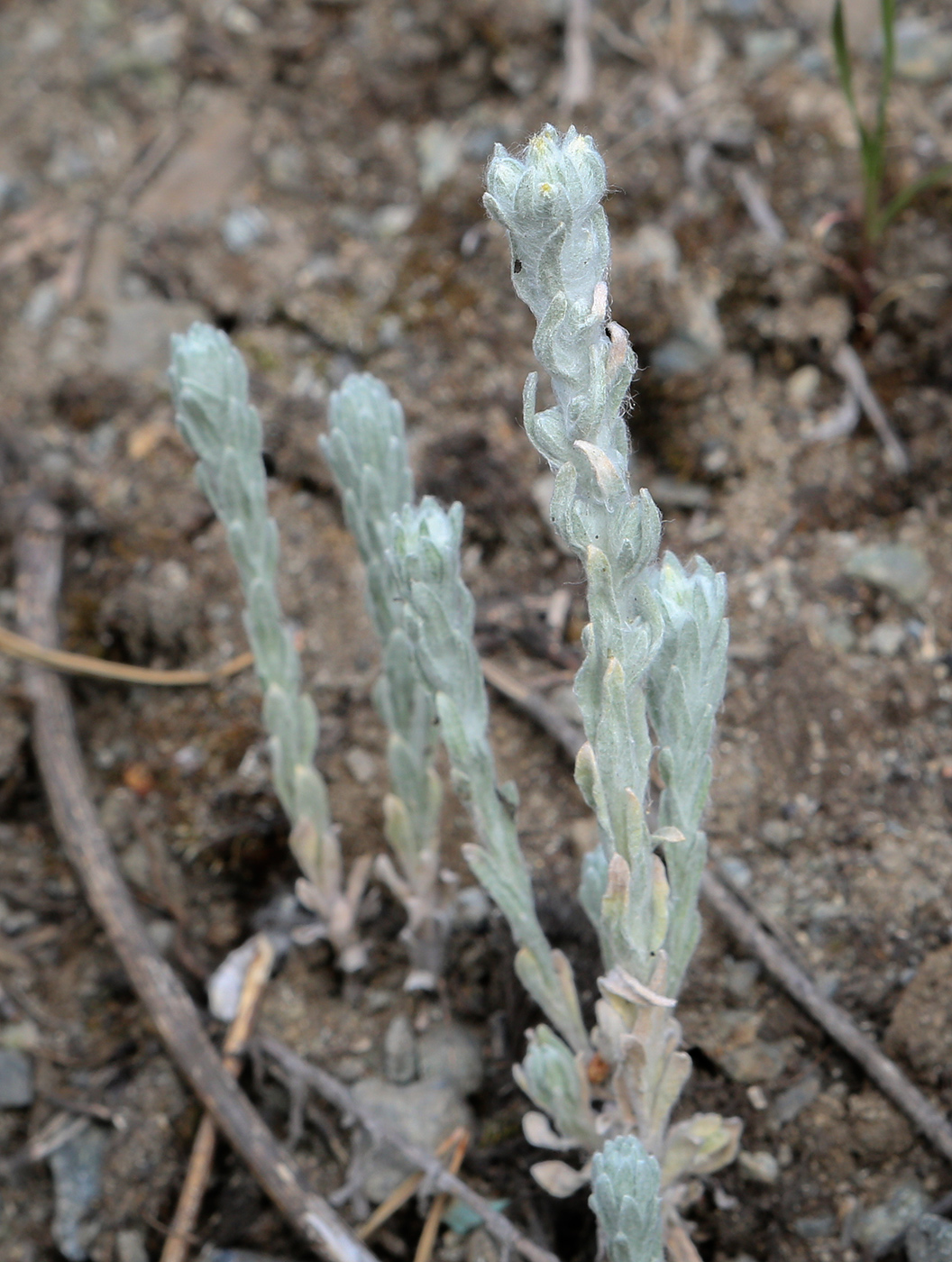 Image of Filago arvensis specimen.