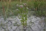 Eupatorium cannabinum. Цветущее растение. Чечня, Шаройский р-н, левый берег р. Шароаргун в 2 км выше устья р. Кенхи. 11 августа 2023 г.