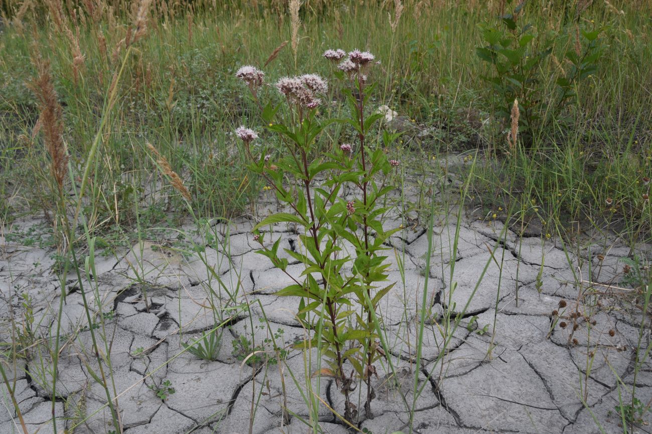 Изображение особи Eupatorium cannabinum.