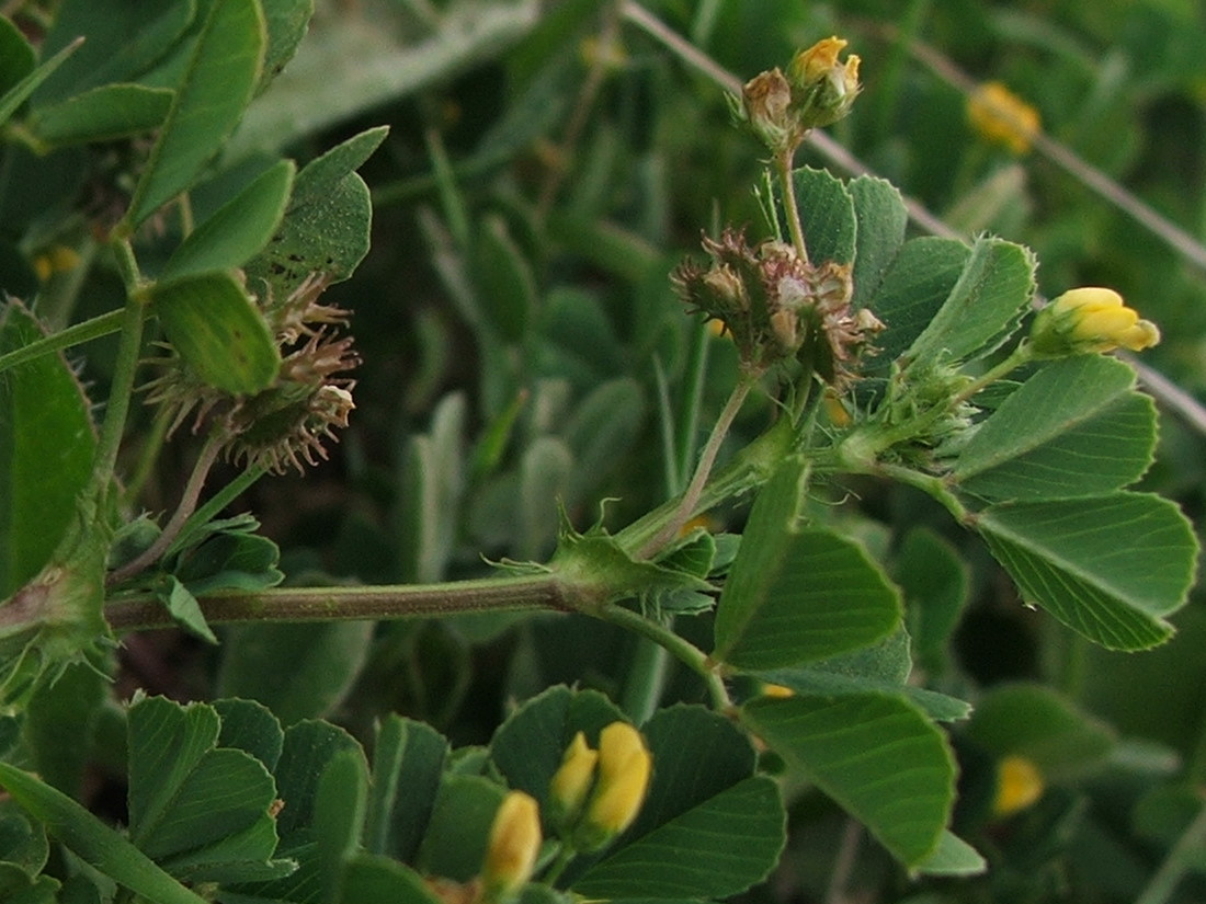 Image of Medicago denticulata specimen.