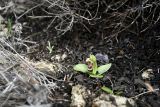 Ophrys flavomarginata