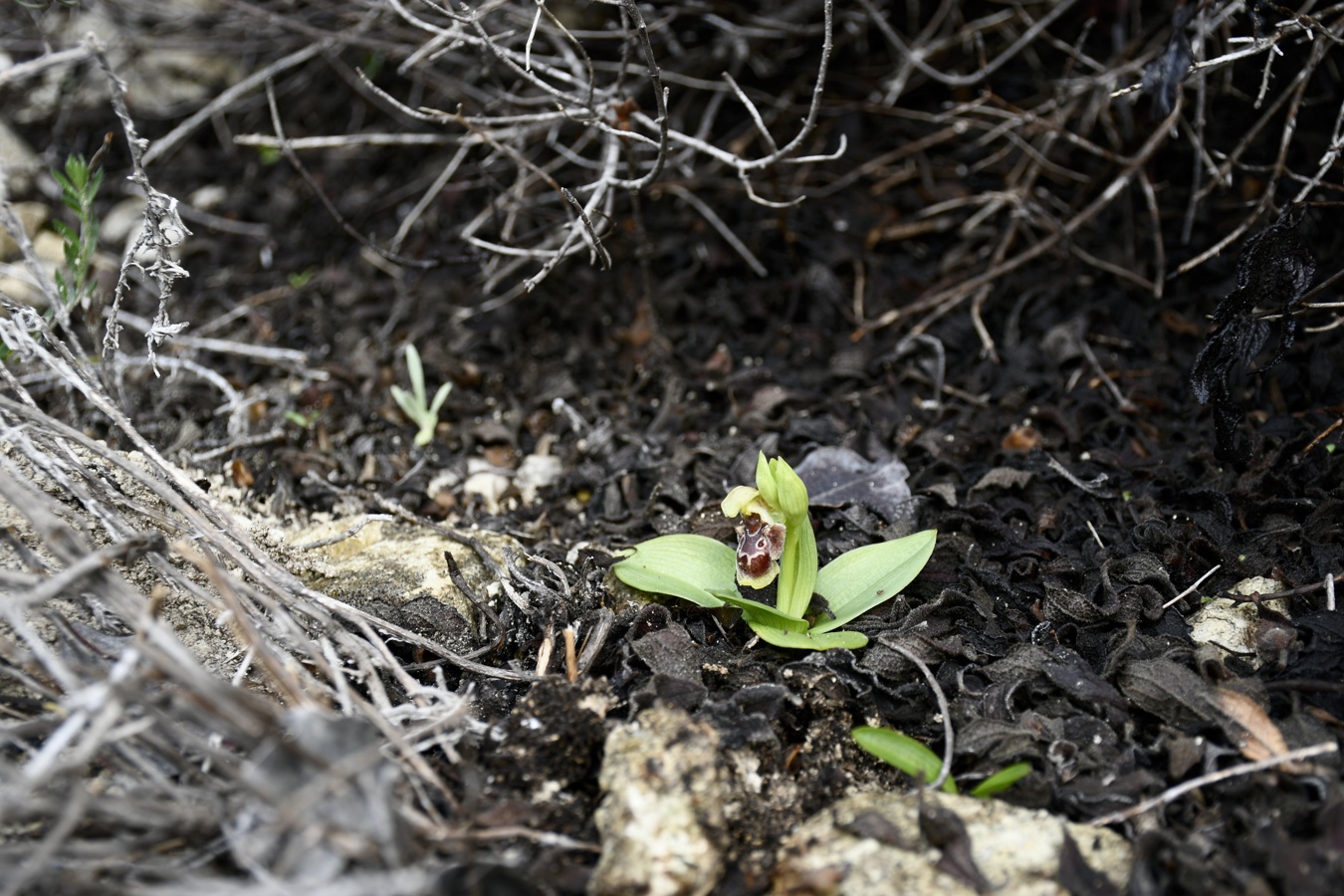 Image of Ophrys flavomarginata specimen.