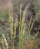 Festuca valesiaca. Верхушки отцветшего растения. Ульяновская обл., Мелекесский р-н, окр. с. Куликовка, остепнённый луг с участками засоления, обочина дороги. 03.06.2023.