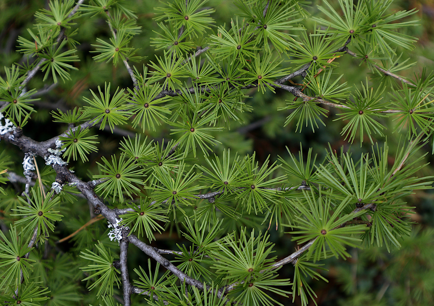 Image of genus Larix specimen.